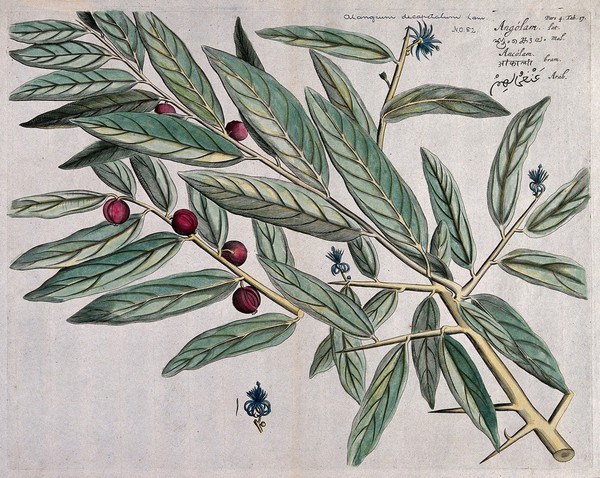 Alangium salvifolium Wang.: branch with flowers, fruit and leaves.