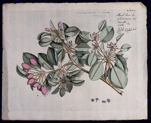 view A plant (Mimusops elengi): branch with leaves, flowers and fruit and sections of flower. Coloured line engraving.