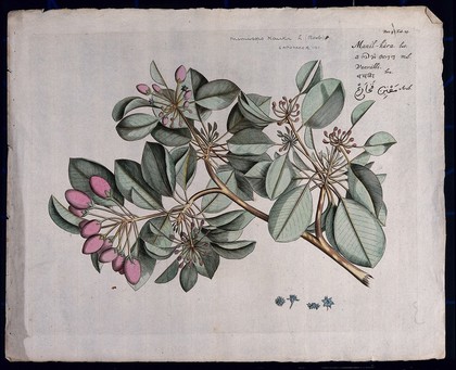 A plant (Mimusops elengi): branch with leaves, flowers and fruit and sections of flower. Coloured line engraving.