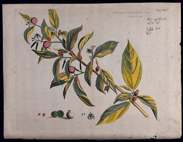 Alangium salvifolium var. hexapetalum Wang.: branch with leaves, flowers and fruit and sections of flower, fruit, seed and ovary. Coloured line engraving.