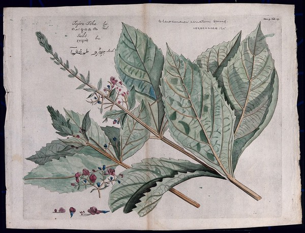 Glory Bower (Clerodendron serratum Spreng.): two flowering shoots, infloresence and sections of flower, seed and fruit. Coloured line engraving.