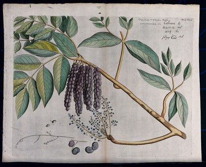 Lannea coromandelica (Houtt.) Merr.: branch with leaves, flowers and fruit and sections of inflorescence, fruit and seed. Coloured line engraving.