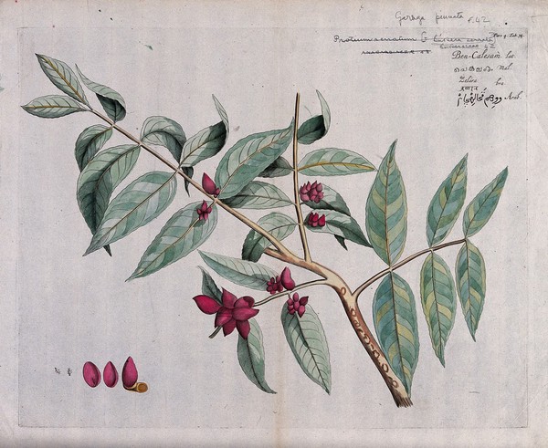 Protium serratum: fruiting branch, sections of fruit and conspicuous insect. Coloured line engraving.