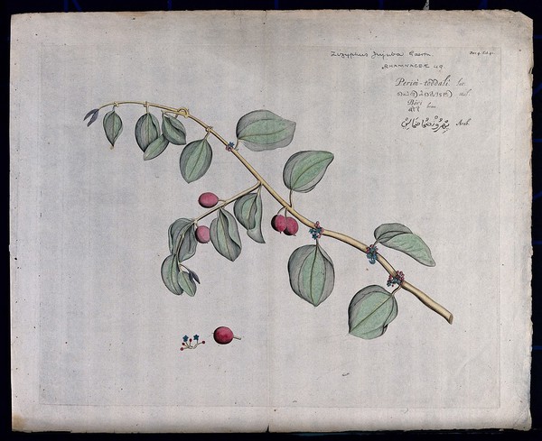 French jujube (Zizyphus jujuba Gaertn.): Branch with leaves, flowers and fruit and separate fruit and flowers. Coloured line engraving.