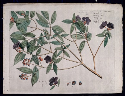 Singapore rhododendron (Melastoma malabathricum L.): branch with flowers and fruit, flowering shoot and floral segments. Coloured line engraving.