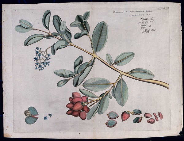 Avicennia officinalis L.: branch with flowers, fruit and leaves and separate sections of fruits, flowers and kernels. Coloured line engraving.