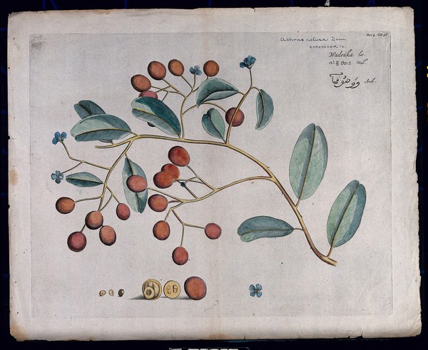 A species of Sapotaceae: branch with flowers and fruit, separate flower and sections of fruit and seeds. Coloured line engraving.