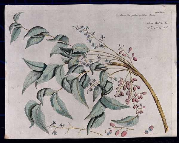 Margosa (Azadirachta indica A. Juss.): branch with flowers and fruit, separate clusters of flowers and fruits and sections of fruit. Coloured line engraving.