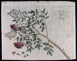 view A species of Rutaceae: branch with flowers and fruit and separate flowers, fruit and seed. Coloured line engraving.