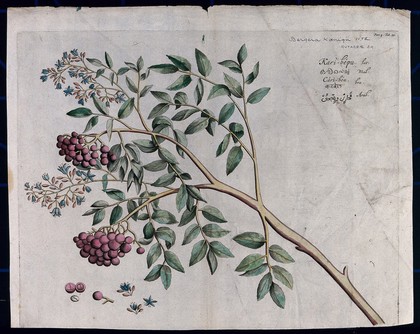 A species of Rutaceae: branch with flowers and fruit and separate flowers, fruit and seed. Coloured line engraving.