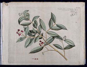 view A species of Cassine: branch with flowers and fruit, separate fruit and seeds and cross-section of fruit. Coloured line engraving.