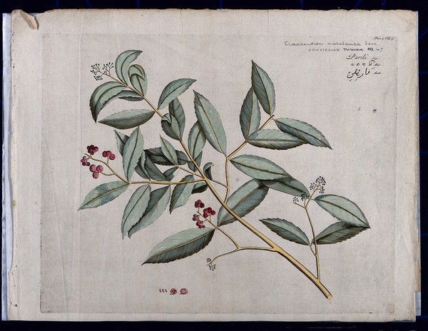 A species of Cassine: branch with flowers and fruit, separate fruit and seeds and cross-section of fruit. Coloured line engraving.