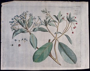 view Acronychia launifolia Blume: branch with flowers and fruit, separate flowers and fruit and cross-section of fruit with seeds. Coloured line engraving.