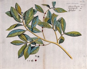 view Hosea malabarica: branch with flowers and fruit, separate flowers and fruit and cross-section of fruit and seed. Coloured line engraving.