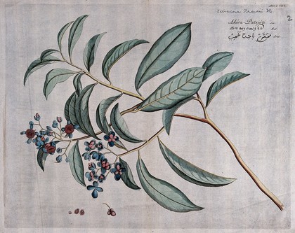 Tetracera laevis Vahl: branch with flowers and fruit, separate fruit and cross-section of fruit with seed. Coloured line engraving.