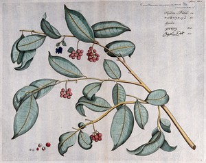 view Guatteria sempervirens DC.: branch with flowers and fruit and sections of fruit and seed. Coloured line engraving.