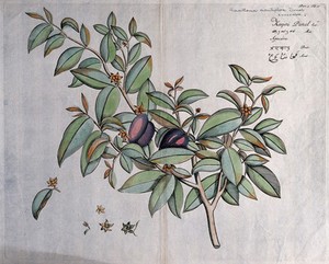 view Guatteria acutiflora Dunal: branch with flowers and fruit and separate flowers, some with subtending leaf. Coloured line engraving.