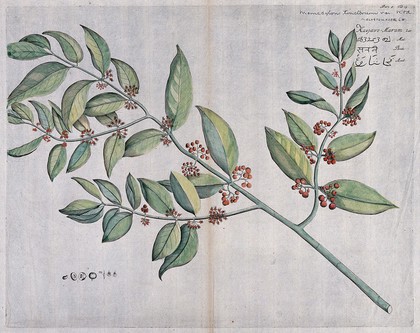 Memecylon umbellatum Burm.f.: branch with flowers and fruit, separate fruit and seed and sections of flowers and fruit. Coloured line engraving.