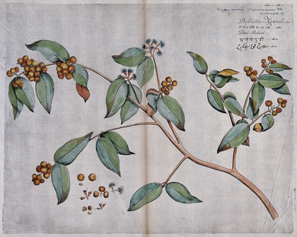 A plant related to the clove tree (Eugenia species): flowering and fruiting stem and separate flowers, fruit and seed. Coloured line engraving.