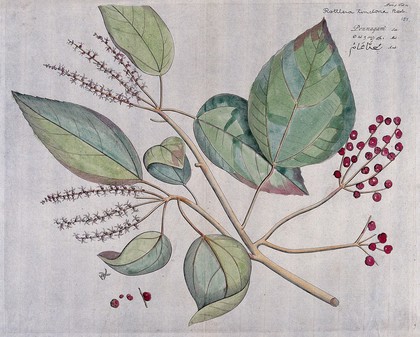 Kamala (a species of Mallotus): branch with flowers and fruit, separate flower and fruit and cross-section of fruit with seed. Coloured line engraving.