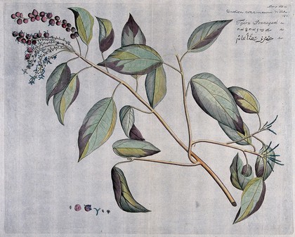 Fever bark (Croton coccineum Willd.): branch with flowers and fruit and separate sections of flower and fruit with seed. Coloured line engraving.