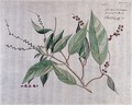 view Fever bark (a species of Croton): branch with flowers and fruit, separate flower, fruit and seeds and sections of fruit. Coloured line engraving.