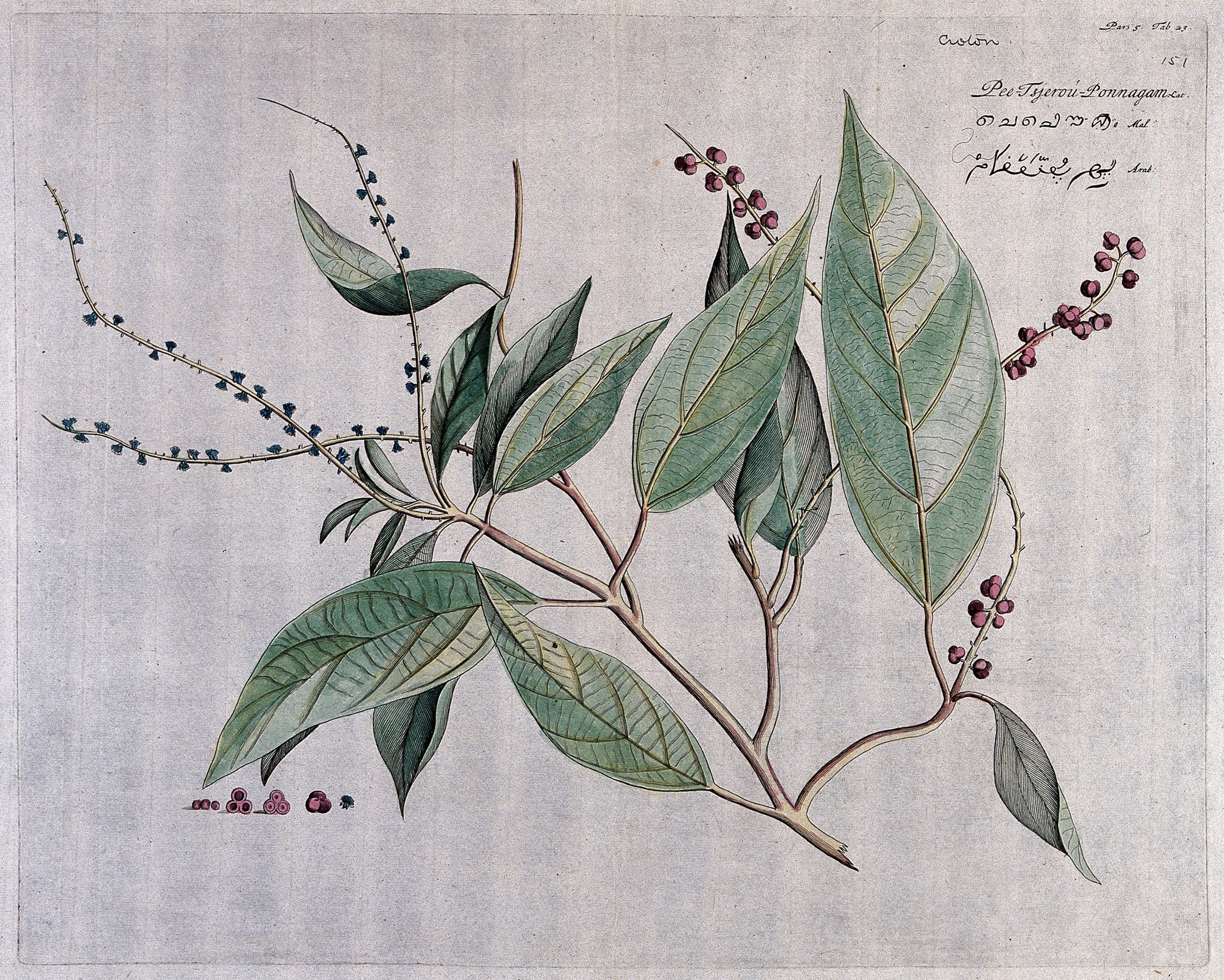Fever bark (a species of Croton): branch with flowers and fruit, separate flower, fruit and seeds and sections of fruit. Coloured line engraving.