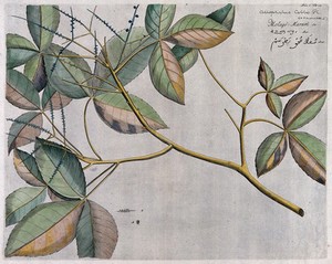 view Allophylus cobbe (L.) Räusch.: branch with flowers and fruit and separate flowers, sectioned fruit and seed. Coloured line engraving.