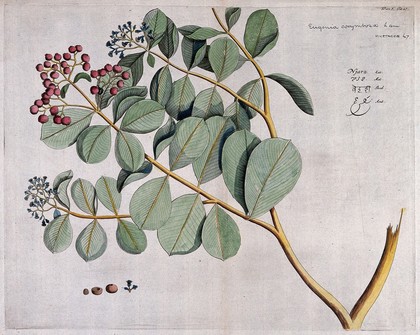 A plant (Eugenia corymbosa Lam.): branch with flowers and fruit, separate flowers and fruit and section of fruit with seed. Coloured line engraving.