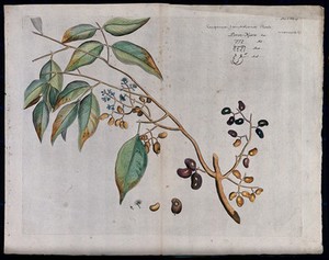 view Jambolan or Java plum (Eugenia jambolana Lam.): branch with flowers and fruit and separate flowers and fruit. Coloured line engraving.