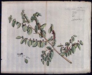 view Scutia myrtina Kurz.: branch with flowers and fruit and separate leaf, flowers, fruit, seeds and sectioned fruit. Coloured line engraving.