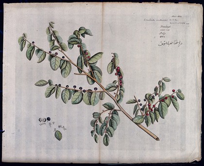 Scutia myrtina Kurz.: branch with flowers and fruit and separate leaf, flowers, fruit, seeds and sectioned fruit. Coloured line engraving.