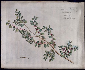 view Scutia myrtina Kurz.: branch with flowers and fruit and separate flower, fruit and seeds. Coloured line engraving.