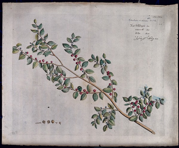 Scutia myrtina Kurz.: branch with flowers and fruit and separate flower, fruit and seeds. Coloured line engraving.