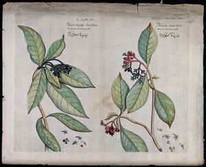 view Left and right - Chasalia ophioxyloides (Wall.) Craib.: branch with flowers and fruit and separate flowers and fruit. Coloured line engraving.