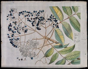 view A plant (Zanthoxylum rhetsea) related to knobthorn: branch with flowers and fruit, separate flowers and fruit and sectioned fruit. Coloured line engraving.