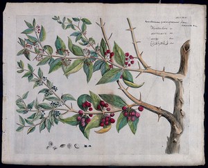 view A plant (Canthium parviflorum) related to Ceylon boxwood: branch with flowers and fruits, separate flowers, fruit and sectioned fruit with seed. Coloured line engraving.