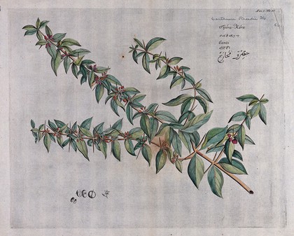 A plant (Canthium rheedii) related to Ceylon boxwood: branch with flowers and fruit and separate flowers, fruit and sectioned fruit with seed. Coloured line engraving.