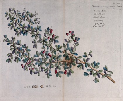 A plant (Flacourtia sepiaria): branch with flowers and fruit, separate flowers and fruit and sections of fruit and seeds. Coloured line engraving.