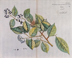 view A plant (Sondaria cranganoorensis Denn.) Coloured line engraving.