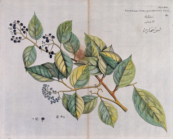 A plant (Sondaria cranganoorensis Denn.) Coloured line engraving.