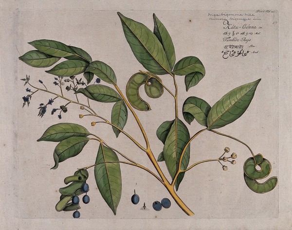 A plant (Mimosa bigemina Linn.): branch with flowers, pods and seeds and separate flower and seeds. Coloured line engraving.