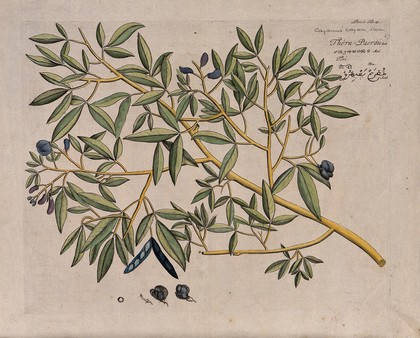 Pigeon pea (Cajanus cajan (L.) Huth): branch with flowers and pods, separate flower, sectioned flower and seed. Coloured line engraving.