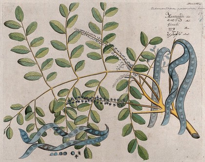 Circassian Tree or Red Sandalwood Tree (Adenanthera pavonina L.): branch with flowers and pods, separate opened pod, seeds and flowers. Coloured line engraving.