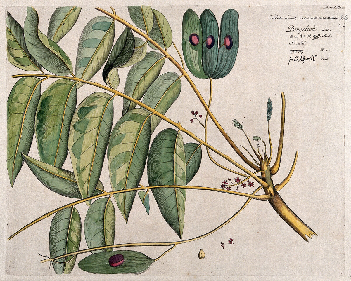 Mattipaul (Ailanthus malabarica DC.): branch with flowers and fruits, separate flowers and seed. Coloured line engraving. by Hendrik van Rheede