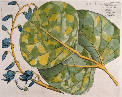 Bastard Teak or Flame of the Forest (Butea monosperma (Lam.) Kuntze): leaf cluster, inflorescence and dissected flower. Coloured line engraving.