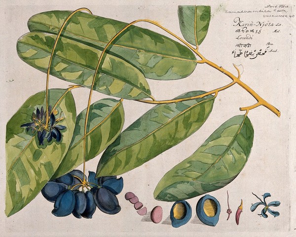 Niepa Bark Tree (Quassia indica (Gaertner) Nooteb.): branch with flowers and fruit and separate sections of flowers, fruit and seed. Coloured line engraving.