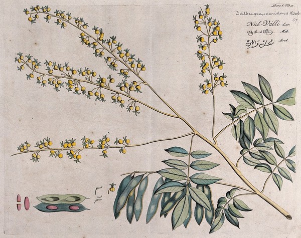 Rosewood tree (a species of Dalbergia): branch with flowers and pods and separate sections of flowers, pod and seeds. Coloured line engraving.
