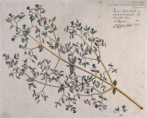 A plant (Justicia bicalyculata Willd.): branch with flowers and fruit and separate flower and opened fruit with seed. Coloured line engraving.