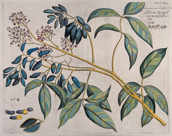 Connarus pinnatus Lam.: branch with flowers and fruit and separate sections of flowers, fruit and seeds. Coloured line engraving.